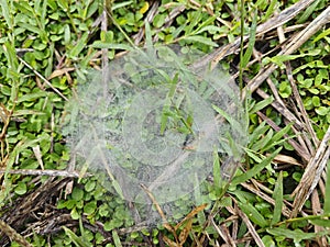 Dew on Webs of the Grass Spider.