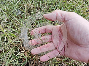 Dew on Webs of the Grass Spider.