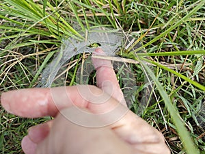 Dew on Webs of the Grass Spider.