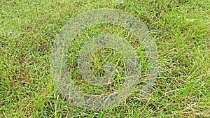 Dew on Webs of the Grass Spider.