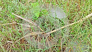 Dew on Webs of the Grass Spider.