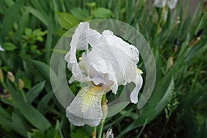 Dew on white flower of Iris germanica