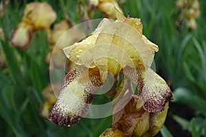 Dew on yellow and brown flower of bearded iris