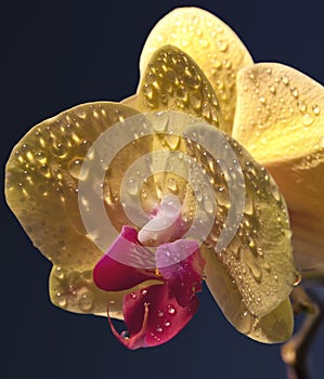 Dew on yellow flower