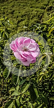 DEWAS, MP, INDIA, 06/01/2021 : Camellia Japonica Rose In Garden