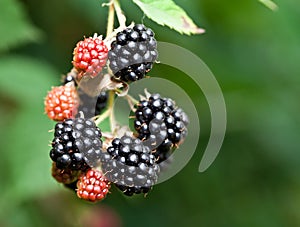 Dewberries on a shrub.