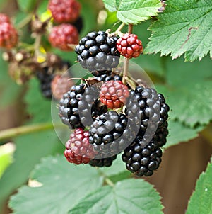 Dewberries on a shrub.