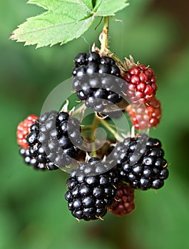 Dewberries on a shrub.