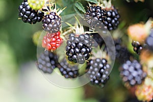 Dewberries on a shrub. Macro shot.