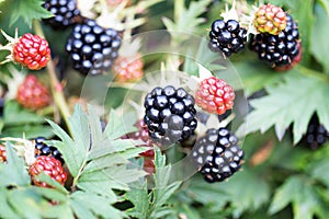 Dewberries on a shrub. Macro shot.