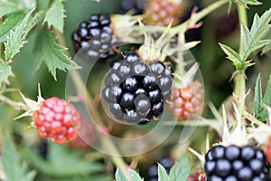Dewberries on a shrub. Macro shot.