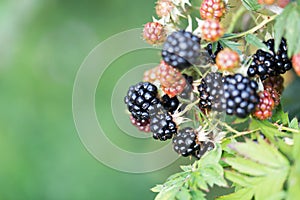 Dewberries on a shrub. Macro shot.