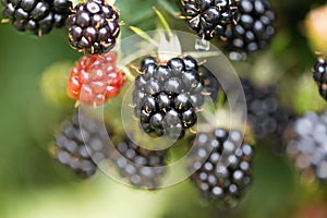 Dewberries on a shrub. Macro shot.
