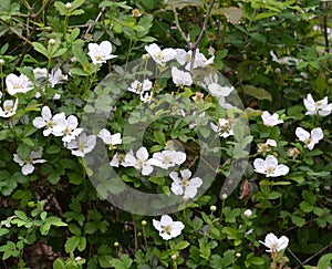 Dewberry flowers on a plant in the springtime photo