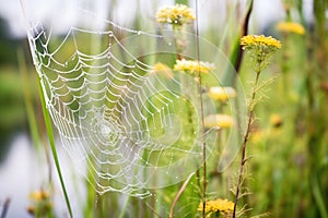 dewcovered spider web among wetland flora photo