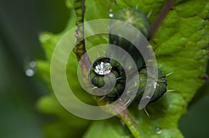 dewdrop