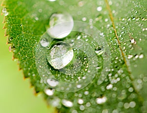 Dewdrop