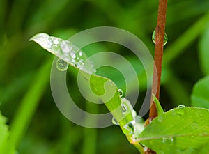 Dewdrop