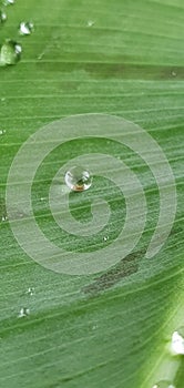 a dewdrop on a banana tree