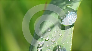 Dewdrop on a Blade of Grass Close-up Green