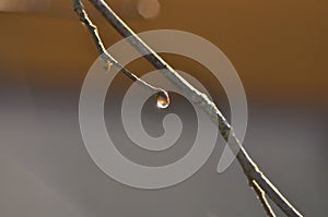 Dewdrop on bud