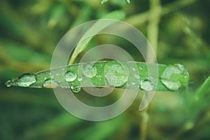 Dewdrop. A drop on a leaf of grass