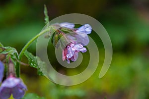 Dewdrop on a flower