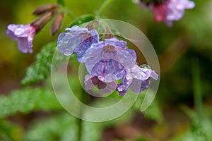 Dewdrop on a flower