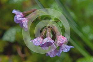 Dewdrop on a flower