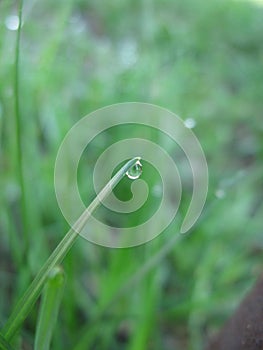 Dewdrop on the grass