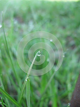 Dewdrop on the grass