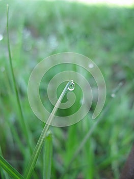 Dewdrop on the grass