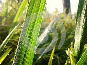 Dewdrop on grass