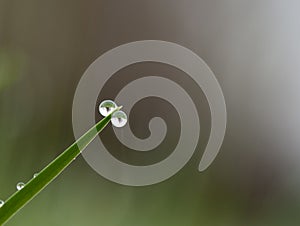 Dewdrop on grass