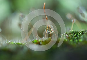 Dewdrop on grass