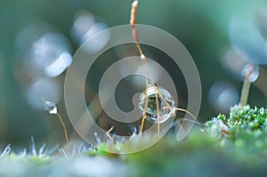 Dewdrop on grass