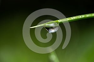 Dewdrop on Grass Stem