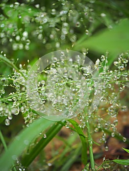 Dewdrop on green grass