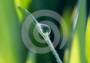 A dewdrop on green grass in the sunshine