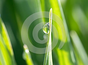 The dewdrop on green grass in the sunshine