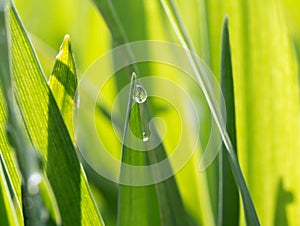 The dewdrop on the green grass in the sunshine