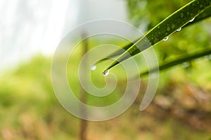 Dewdrop on green leaf