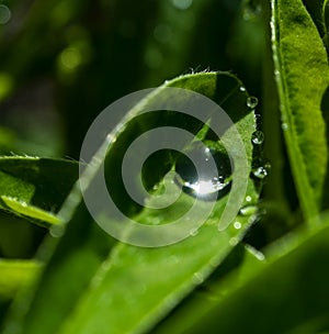 Dewdrop on a green leaf illuminated by the morning spring sun, macro