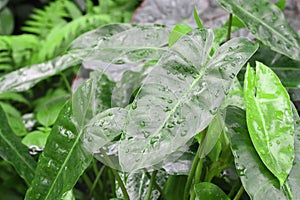 dewdrop on green leaves