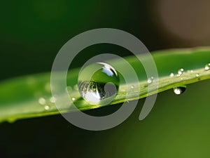 Dewdrop hangs from the tip of a green leaf