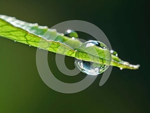 Dewdrop hangs from the tip of a green leaf