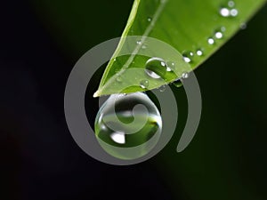 Dewdrop hangs from the tip of a green leaf