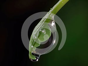Dewdrop hangs from the tip of a green leaf