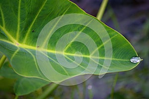 Dewdrop on the leaf