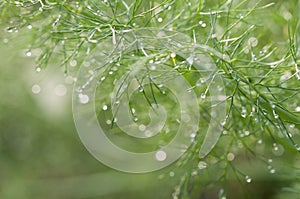 Dewdrop on leaf